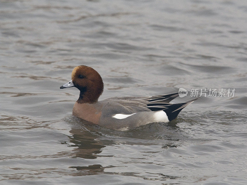 Male European Wigeon